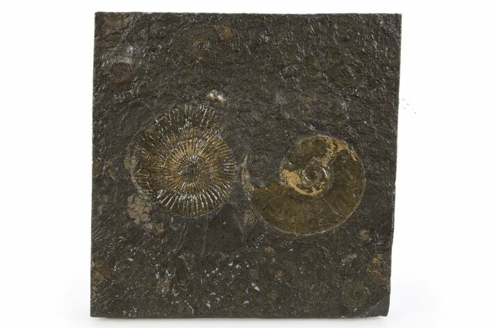 Fossil Ammonite Cluster - Posidonia Shale, Germany #305723